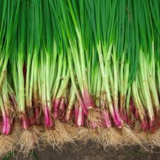 Matihaat Onion Seeds Matihaat