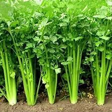 Matihaat Coriander Seeds Matihaat