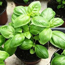 Matihaat Basil Green Seeds Matihaat