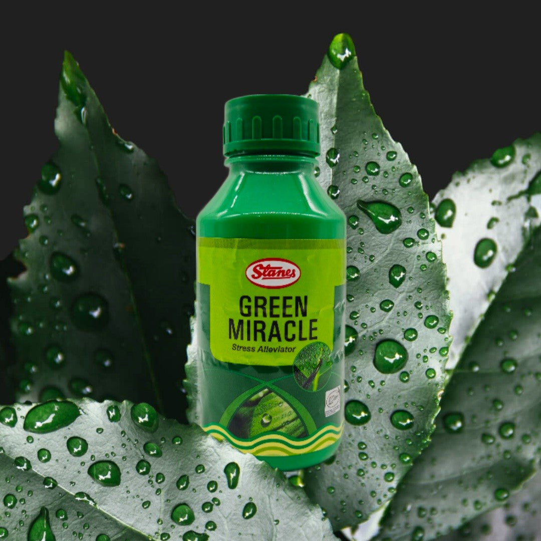 T. Stanes Green Miracle Matihaat