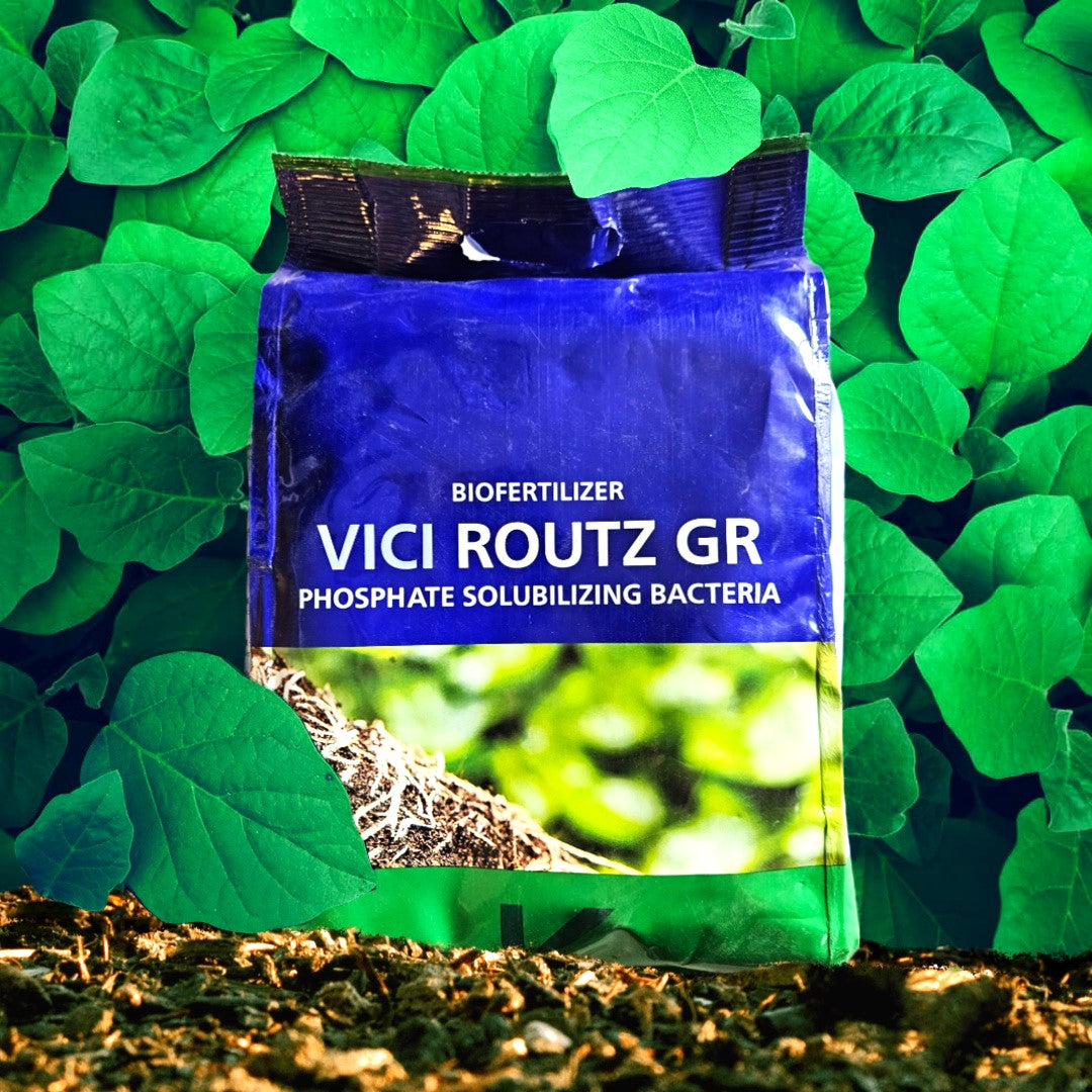 Koppert Vici Routz GR My Store