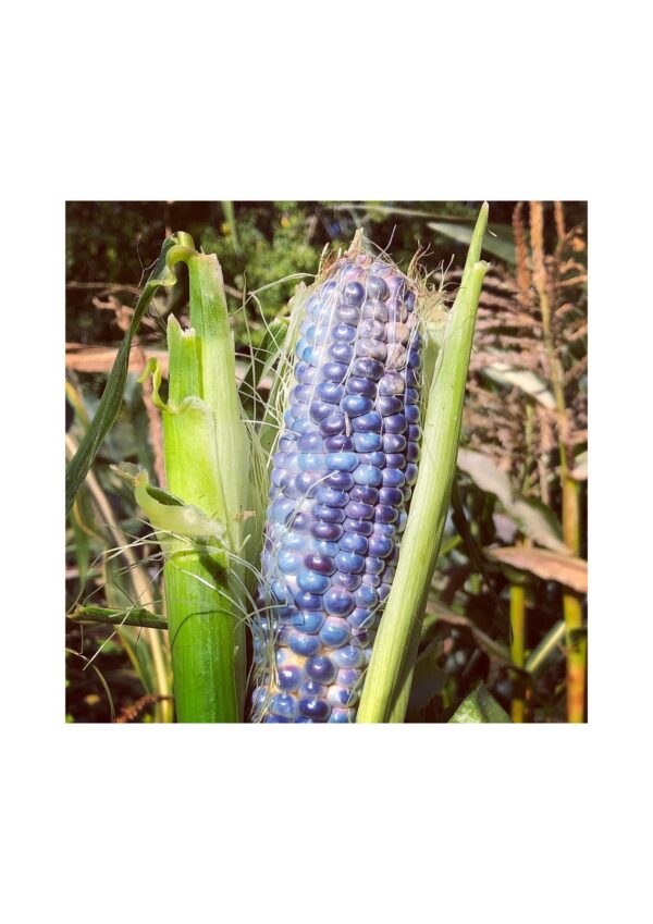 Hopi Blue x Pink Morning Glory (Corn) Seeds