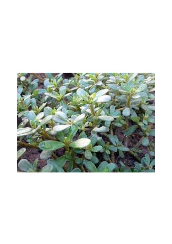 Desi purslane Seeds