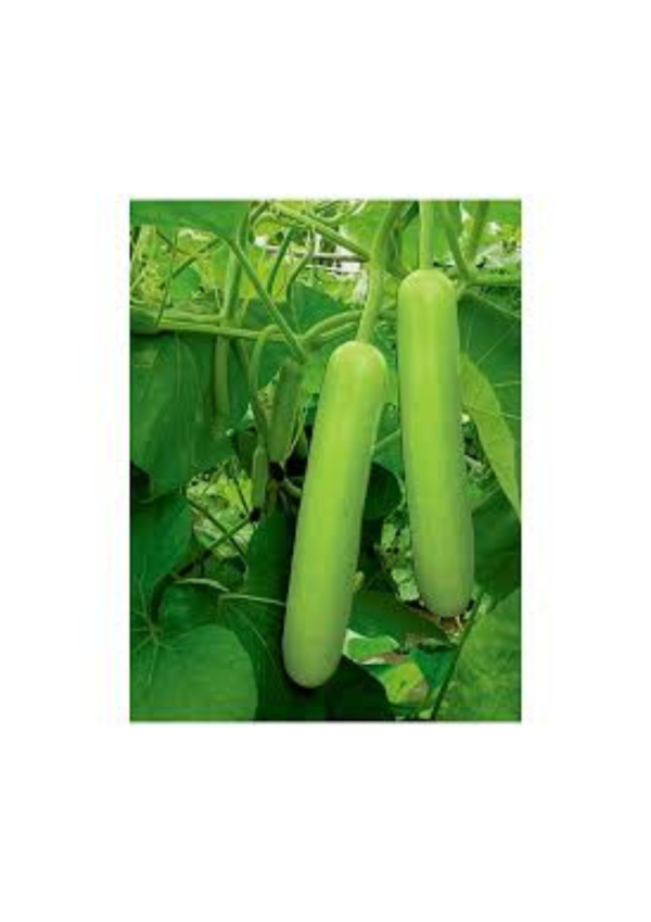 long botttle gourd