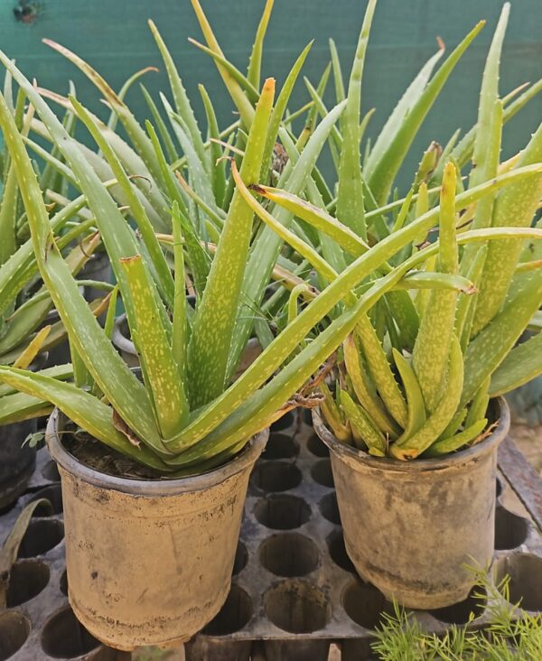 Aloevera-sapling