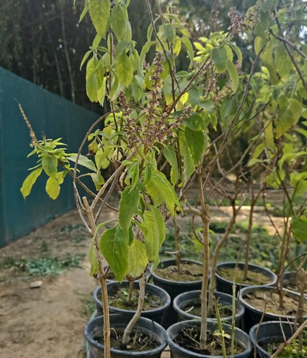 American tulsi- sapling