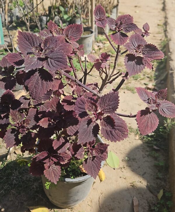 Coleus- sapling